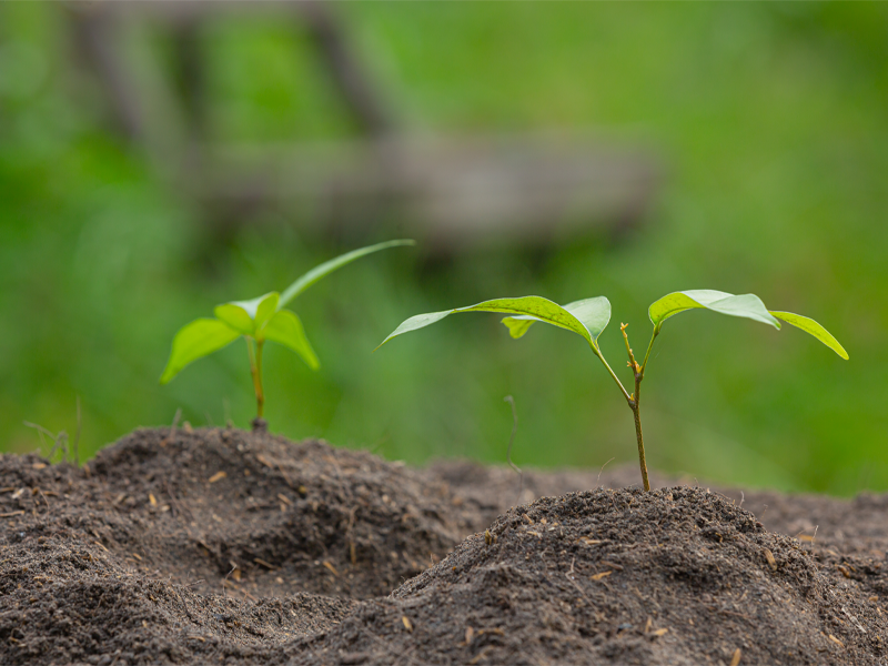 Seeds Need Soil: How Environment Shapes Personal Growth and Leadership